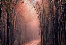 麦卡利斯特:梅西是世界最佳,他不在的时候我们必须更强大.